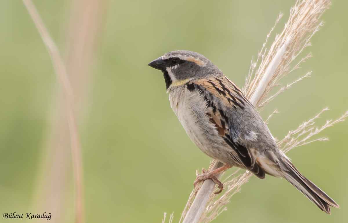 Dead Sea Sparrow